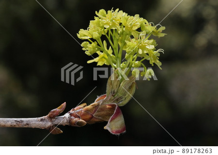 自然　植物　イタヤカエデ、数センチの大きさの花の塊が沢山つき木全体が黄色に染まります 89178263