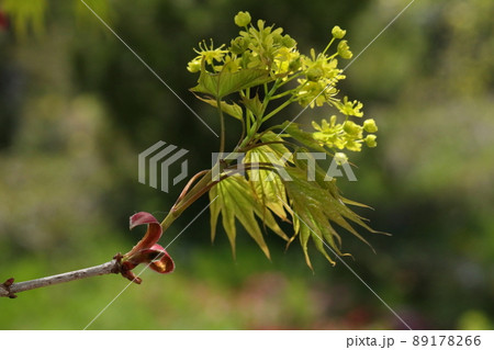 自然 植物 イタヤカエデ、四月半ば。開花から一種間ほどで葉も目立ち始めます① 自然 植物 イタヤカエデ、四月半ば。開花から一種間ほどで葉も目立ち始めます① 89178266
