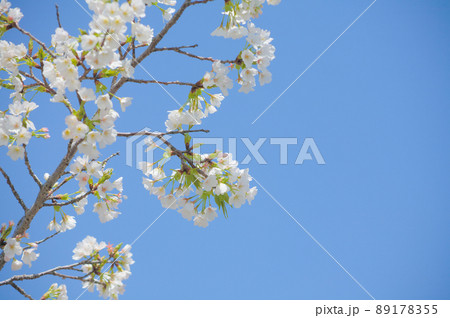 青空を背景に桜の花をクローズアップ 青空を背景に桜の花をクローズアップ 89178355