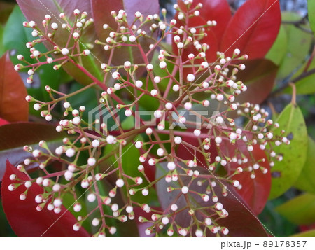 レッドロビンの花 レッドロビンの花 89178357