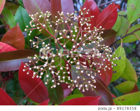 レッドロビンの花 レッドロビンの花 89178358