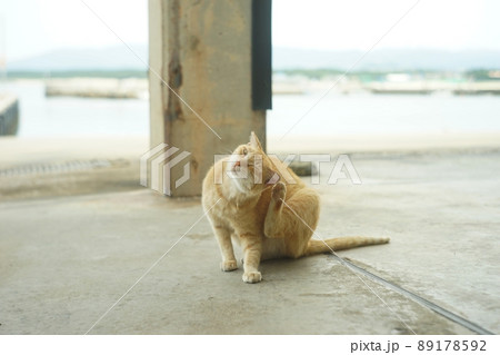 福岡・新宮漁港に住む猫 89178592