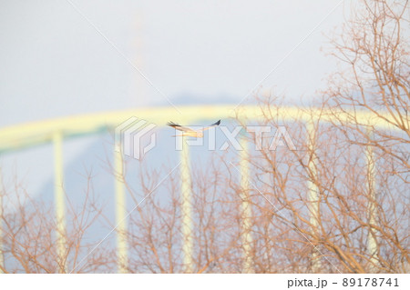 ハイイロチュウヒのオス 89178741