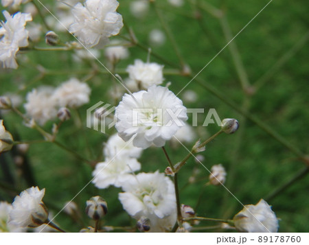 かすみ草の花アップ写真 かすみ草の花アップ写真 89178760