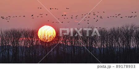 マガン夕景㊸（北海道） 89178933