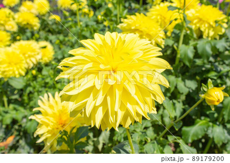 ダリア【品種:月の使者】 89179200