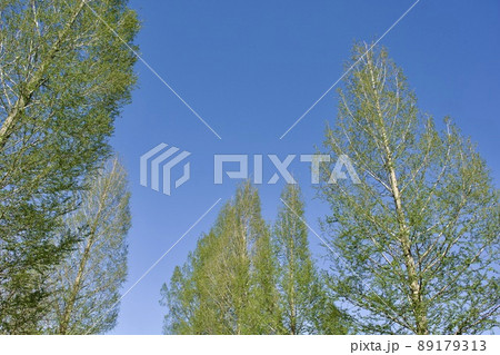 春イメージ　新緑のメタセコイア　山陰島根の道 89179313