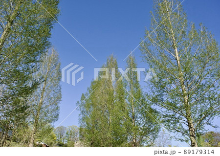 春イメージ　新緑のメタセコイア　山陰島根の道 89179314