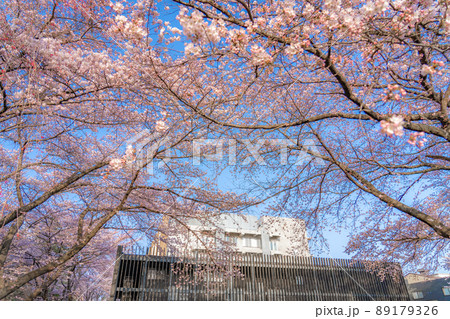 東北大学片平キャンパス　教育研究基盤支援棟の桜（宮城県仙台市） 89179326