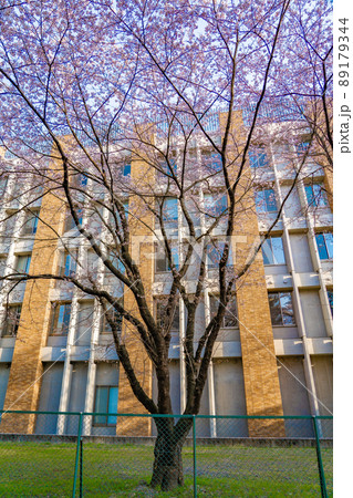 東北大学片平キャンパス 電気通信研究所本館の桜(宮城県仙台市) 東北大学片平キャンパス 電気通信研究所本館の桜(宮城県仙台市) 89179344