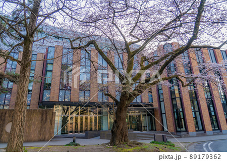 東北大学片平キャンパス　さくらホールの桜（宮城県仙台市） 89179362