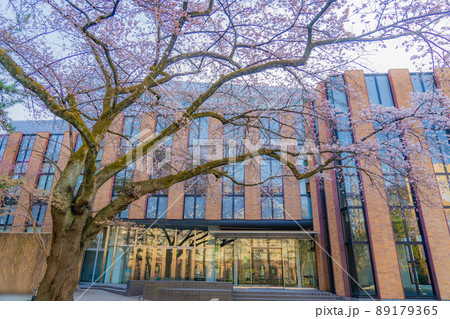 東北大学片平キャンパス　さくらホールの桜（宮城県仙台市） 89179365
