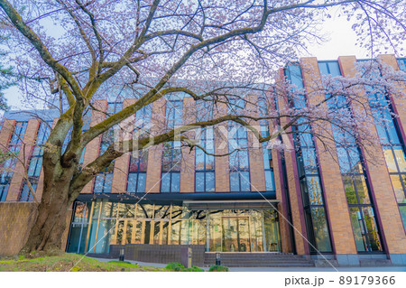 東北大学片平キャンパス　さくらホールの桜（宮城県仙台市） 89179366