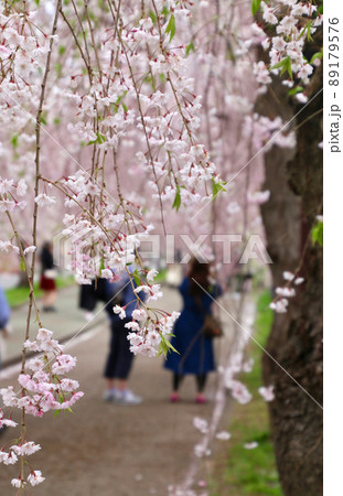 日中線のしだれ桜（福島県・喜多方市） 89179576