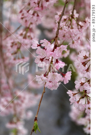 日中線のしだれ桜（福島県・喜多方市） 89179593