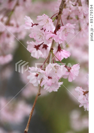 日中線のしだれ桜(福島県・喜多方市) 日中線のしだれ桜(福島県・喜多方市) 89179594