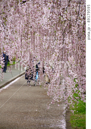 日中線のしだれ桜（福島県・喜多方市） 89179595