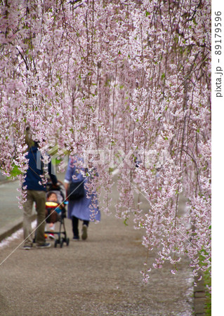 日中線のしだれ桜（福島県・喜多方市） 89179596