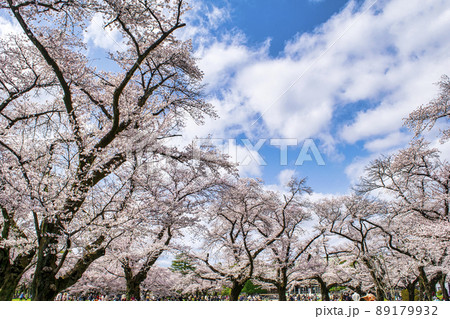 東京都 小金井公園 たてもの園前広場 満開の桜 さくら名勝百選 東京都 小金井公園 たてもの園前広場 満開の桜 さくら名勝百選 89179932