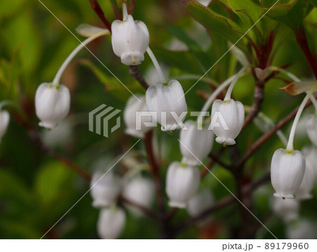 日かげに咲いたドウダンツツジ（灯台躑躅の白い花） 89179960