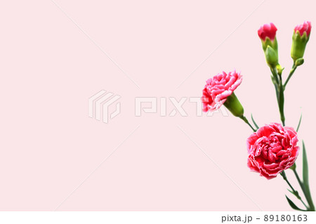 花 フラワー お花 89180163