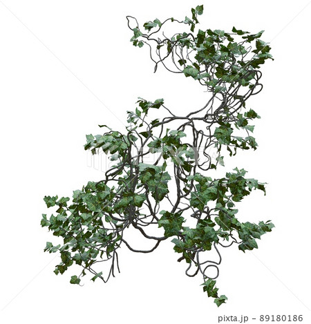 Climbing plants creepers vine isolated on white background 3d illustration Climbing plants creepers vine isolated on white background 3d illustration 89180186