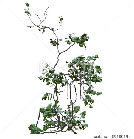 Climbing plants creepers vine isolated on white background 3d illustration 89180195