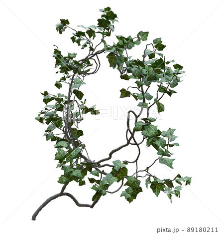 Climbing plants creepers vine isolated on white background 3d illustration Climbing plants creepers vine isolated on white background 3d illustration 89180211