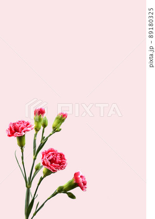 花 フラワー お花 89180325