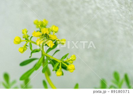 ねこよらずハーブ　ルーの花 89180371