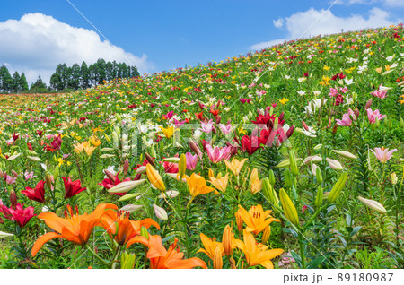 びわこ箱館山ゆり園 89180987