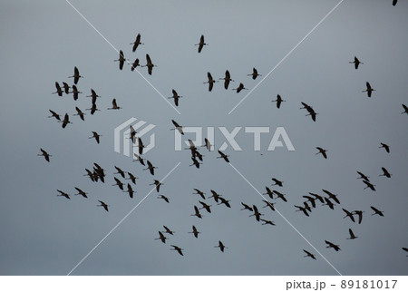 Flock of cranes in the cloudy sky 89181017