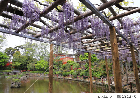 久伊豆(ひさいず)神社 池と藤棚 埼玉県越谷市 久伊豆(ひさいず)神社 池と藤棚 埼玉県越谷市 89181240