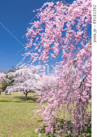 《埼玉県》満開の枝垂れ桜・桜の名所羊山公園 《埼玉県》満開の枝垂れ桜・桜の名所羊山公園 89181362