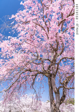 《埼玉県》満開の枝垂れ桜・桜の名所羊山公園 89181384