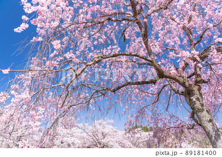 《埼玉県》満開の枝垂れ桜・桜の名所羊山公園 89181400