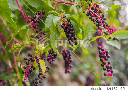 Photography on theme beautiful bush berry black currant with natural leaf under sky, photo consisting of bush berry black currant outdoors in rural, bush berry black currant in big nature farm garden Photography on theme beautiful bush berry black currant with natural leaf under sky, photo consisting of bush berry black currant outdoors in rural, bush berry black currant in big nature farm garden 89182166