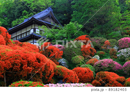 川崎市　神木山等覚院のツツジ 89182403
