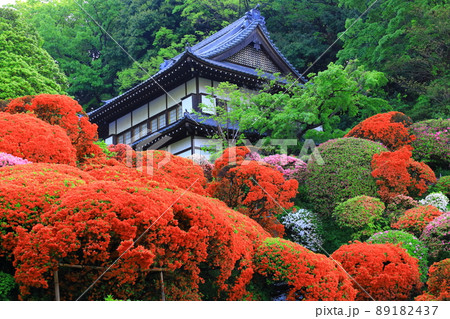 川崎市 神木山等覚院のツツジ 川崎市 神木山等覚院のツツジ 89182437