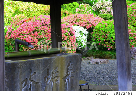 川崎市　神木山等覚院のツツジ 89182462