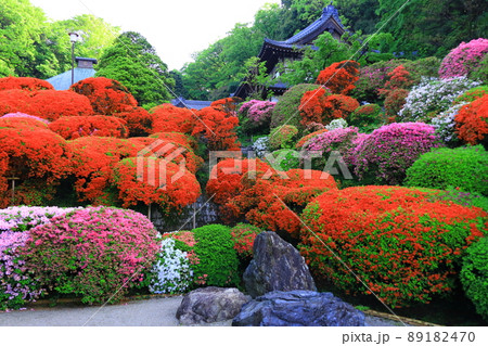 川崎市 神木山等覚院のツツジ 川崎市 神木山等覚院のツツジ 89182470