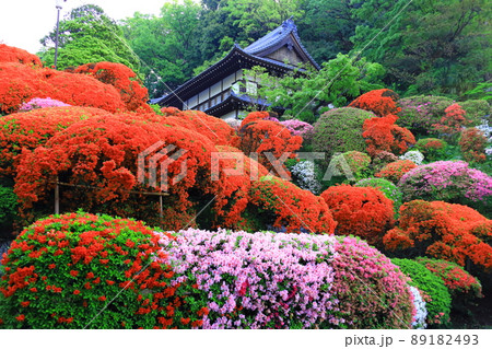 川崎市 神木山等覚院のツツジ 川崎市 神木山等覚院のツツジ 89182493