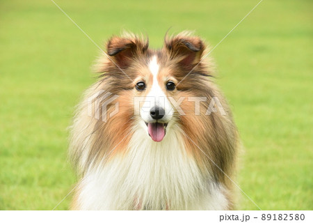犬 シェルティ 犬 シェルティ 89182580