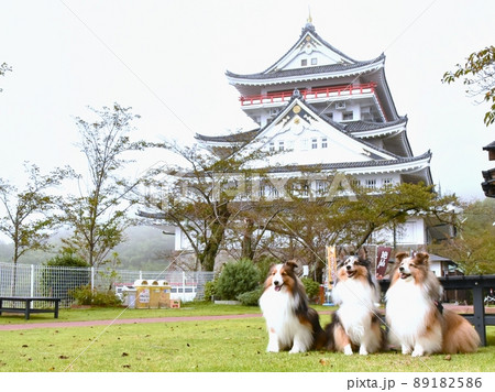 熱海城と犬　シェルティ 89182586