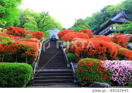 川崎市 神木山等覚院のツツジ 川崎市 神木山等覚院のツツジ 89182645