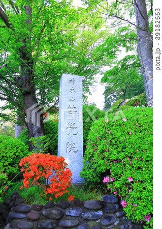 川崎市 神木山等覚院のツツジ 川崎市 神木山等覚院のツツジ 89182663