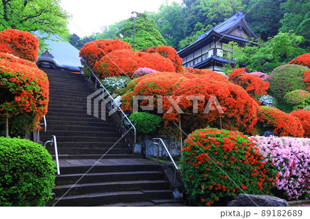 川崎市 神木山等覚院のツツジ 川崎市 神木山等覚院のツツジ 89182689