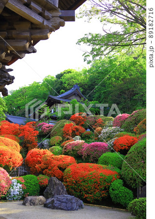 川崎市 神木山等覚院のツツジ 川崎市 神木山等覚院のツツジ 89182716