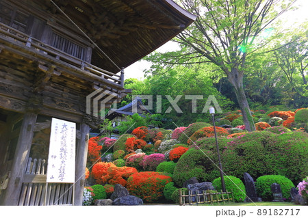 川崎市 神木山等覚院のツツジ 川崎市 神木山等覚院のツツジ 89182717