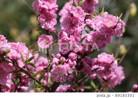河津桜(カワツザクラ) 河津桜(カワツザクラ) 89183301